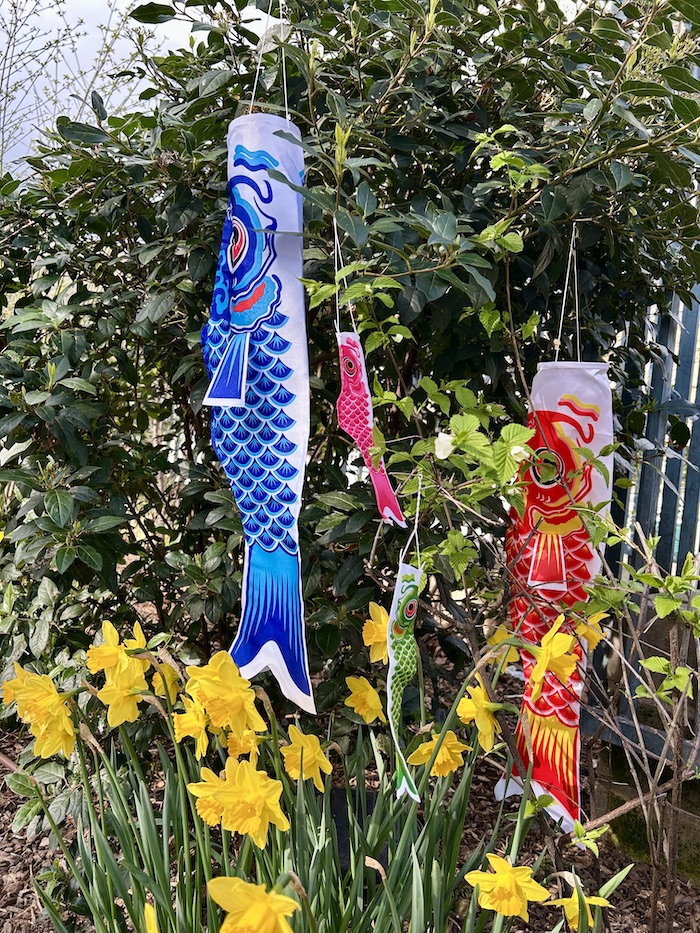 CARPES KOI